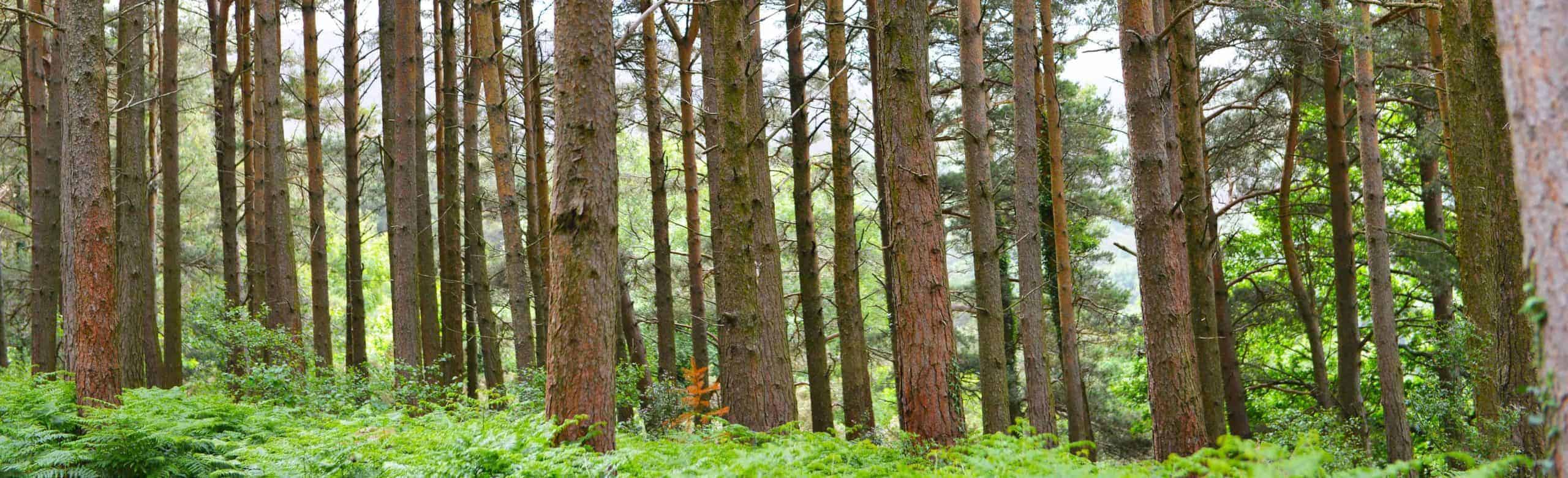 TDP are environmentally friendly