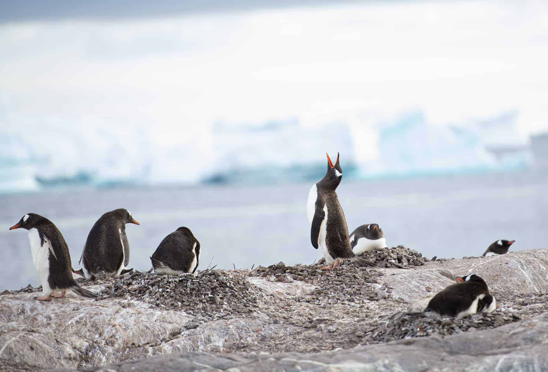 Penguins Cuverville Island