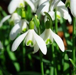 Picture of snow drops in spring