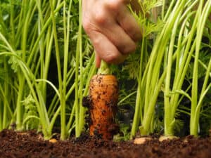 closeup of a hand pulling a carrot out of a raised bed