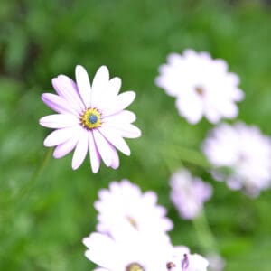 Picture of flowers in spring