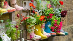 Rubber wellington boots line up and being used to plant flowers
