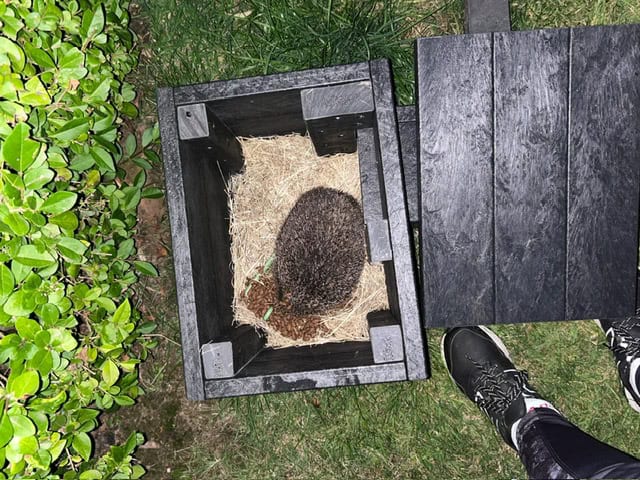 TDP Recycled Hedgehog House